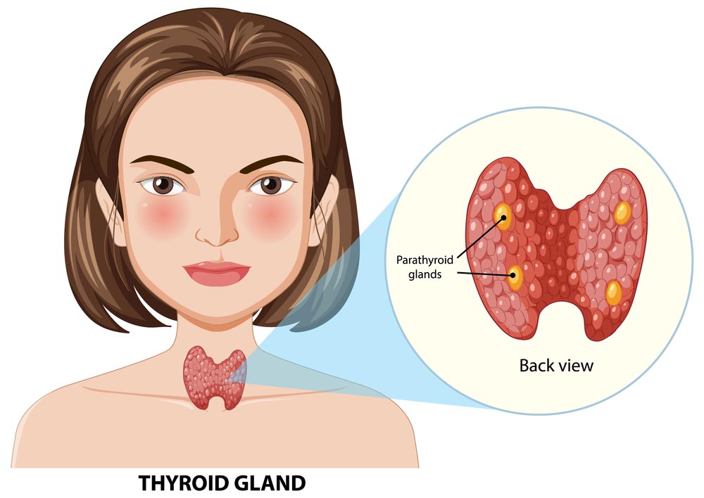 Detailed view of thyroid and parathyroid glaands